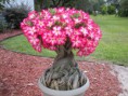 /products/%c3%b8rken-rose-bonsai-tree/